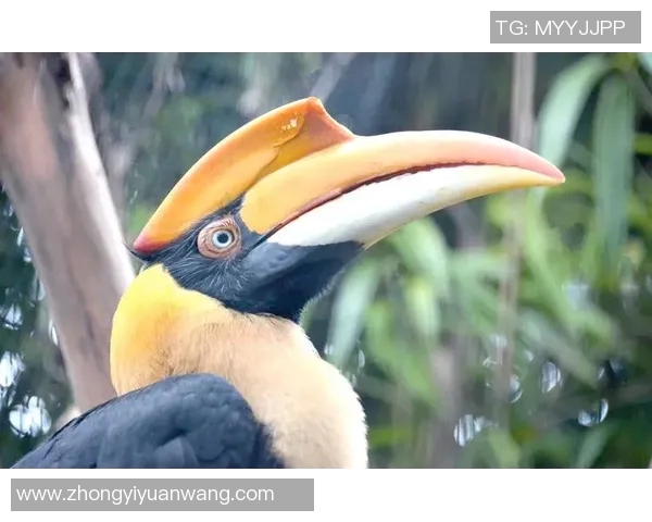 足球明星与动物的奇妙联系揭示了哪些代表性动物的特点与象征意义